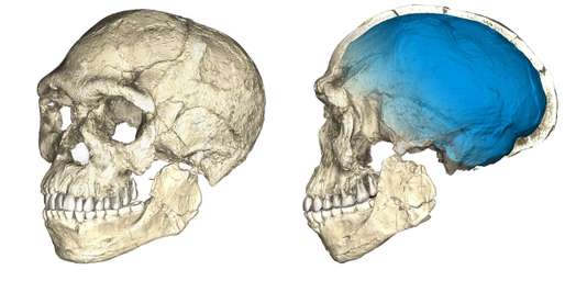Crâne Homo Sapiens Maroc